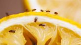 The Only Way To Get Rid of Fruit Flies, According to a Pest Control Expert