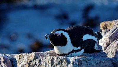 The fight to save the African penguin