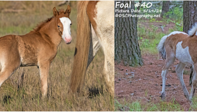 Two Buyback Foals Smash Previous Bid Records at 2024 Chincoteague Pony Auction