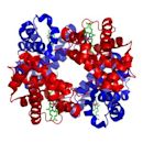 Mean corpuscular hemoglobin concentration