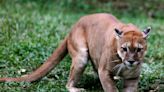 A mom stopped a cougar from attacking her 8-year-old child by screaming at it, Washington national park officials said