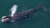 'Exceptionally rare' whale sighted off Donegal coast