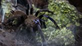 Scientists issue warning after finding rare tarantula in wild for first time: ‘It is essential to take these steps’