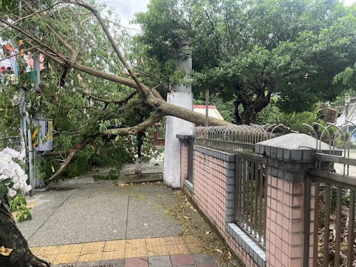 影/暴雨慘況曝光！新北樹林路樹穿牆壓街 險砸中路邊攤販