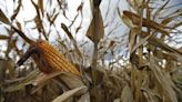 Heavy rains in big Brazil farm state disrupt soy, corn harvests in final stages By Reuters