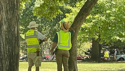 D.C. officials aim to reassure neighbors after Capitol Hill tree collapse