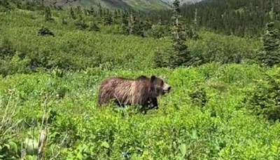 Woman has scary close encounter with grizzly in Montana — but would still ‘choose the bear’