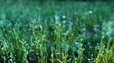 What to Know About Kentucky Bluegrass and How to Care for It