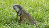 Invasive Species in Florida: The 10 Worst Invaders
