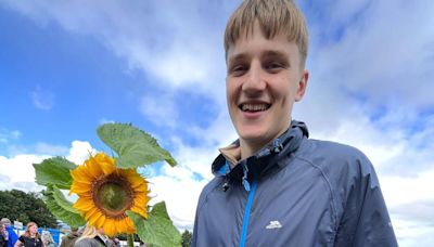 Sunflower displays across Perth and Kinross cancelled due to 'rubbish' summer