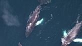 Unusually Large Number of Whales Spotted, Including Multiple Endangered Species, off Northeast U.S. Coasts - EcoWatch