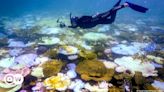 UNESCO says Great Barrier Reef under 'serious threat' – DW – 06/25/2024