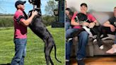 World's Tallest Male Dog And 'Best Giant Boy' Dies Just Days After Setting Record
