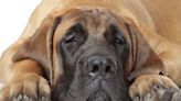 Giant English Mastiff Getting 'Stuck' Around the House is the Definition of 'Big Dog Problems'