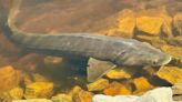 Sturgeon spawning continues in Northeast Wisconsin, delays possible due to weather