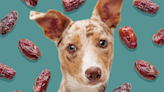 Can Dogs Eat Dates? What You Should Know About This Sweet Fruit