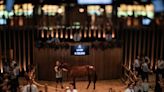 Search on for the next Ace Impact as Arqana unveils August Yearling Sale catalogue