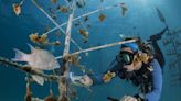 Florida’s Coral Restorers Are Preparing for Another Hot Summer