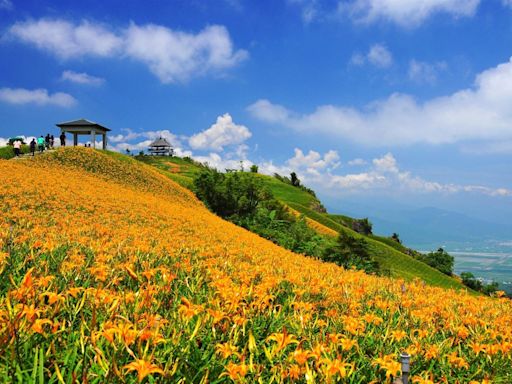 花蓮金針花季 瑰麗景致飽眼福