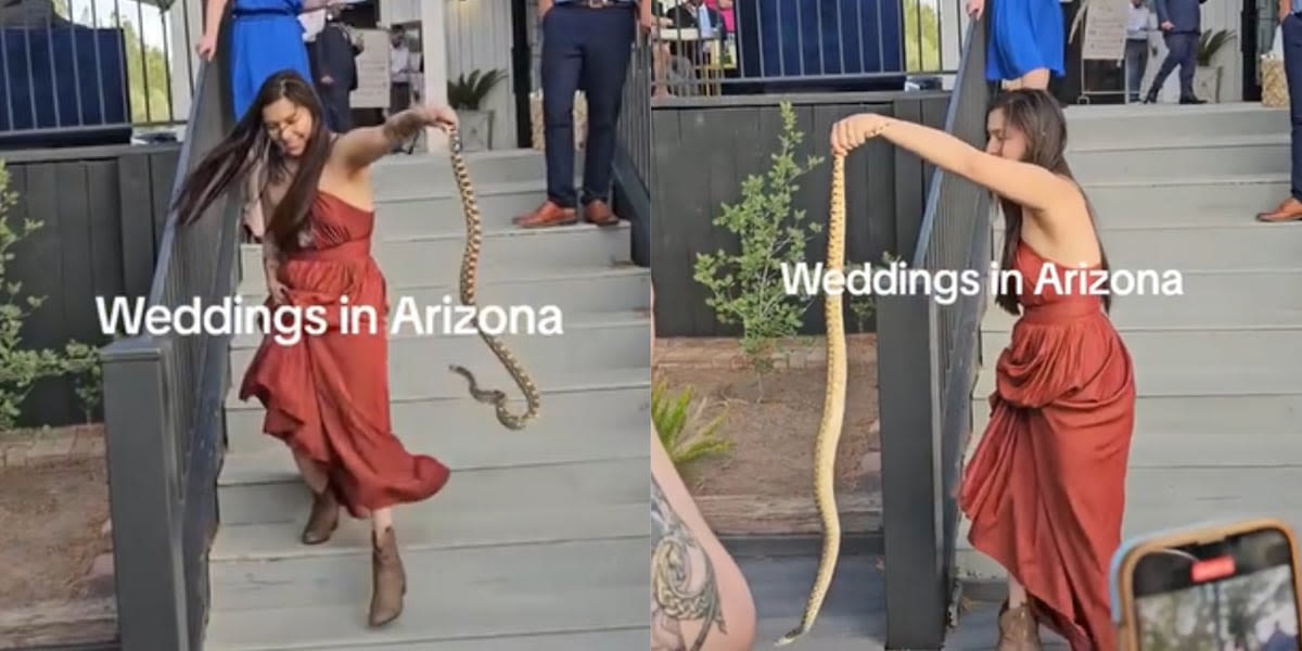 ‘Absolute baddie’: Brave bridesmaid moves snake away from wedding guests