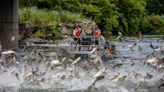 One idea to curb the invasive Asian carp: Eat them