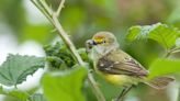 Climate change is driving earlier springtimes. For some birds, that could equal extinction: Study