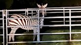 She's safe! Missing zebra found in North Bend