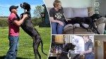 Kevin the Great Dane ascends the Guinness World Records as tallest living dog: ‘Epitome of a gentle giant’