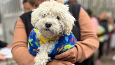 Realizan jornadas de esterilización animal en CDMX