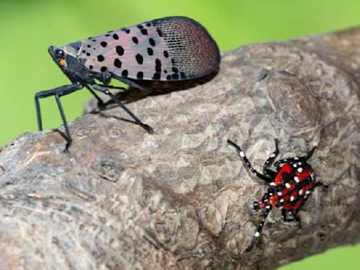 DEM treating 5 communities for spotted lanternflies