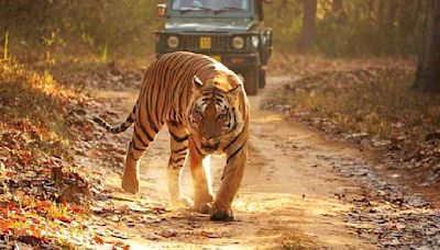 Bhopal Updates: Feline Dies After Being Struck By Lightening In Bandhavgarh Tiger Reserve; Joint Registrar Cooperative Societies...