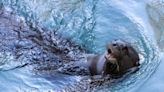 To bring extinct great otters back in Argentina, the LA Zoo sent Rosario