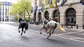 Military horses run loose in central London, injuring 4 people and causing havoc