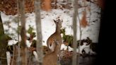 WI Daily Update: CWD confirmed in first wild deer from Pierce County - Outdoor News