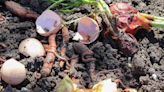 What is Vermicomposting? Plus, How to Start Your Own Worm Bin