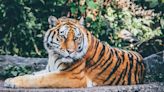 World Tiger Day: Highlighting The Plight Of Majestic, Stunning Big Cat