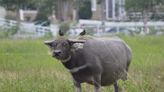 搶救台灣水牛 畜試所保種、開發產品推廣飼養