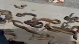 Video Shows Eels Slithering On Canada Airport's Tarmac After Escaping From Cargo Box