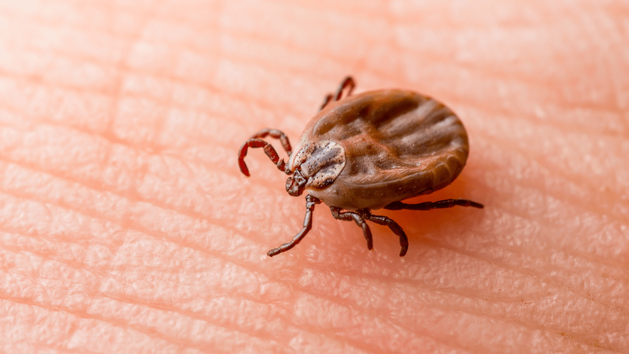 Local health officials warn of spike in Lyme Disease cases as summer approaches