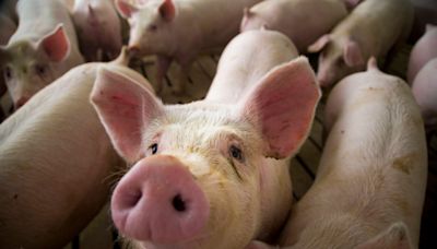 Pigs outnumber humans in Iowa. But just how many more livestock reside here than people?