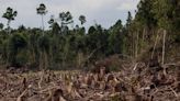 The U.S. And EU Are In A Stand-Off Over Deforestation