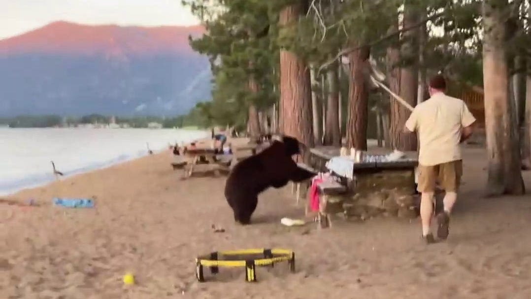 Watch man ward off cookie-stealing bear with shovel after tense standoff on California beach