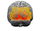 Extrastriate cortex