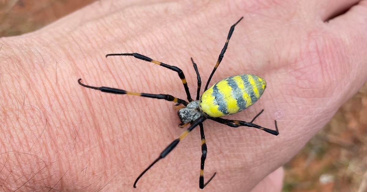 Jorō spiders likely are coming to Philly. But it may take them years to arrive, and there's no need to panic
