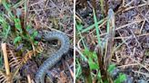 County Durham nature reserve is 'hotspot' for snakes as adder spotted in video