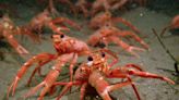 Tuna Crabs carpet the seafloor near the San Diego coast