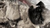 Abandoned pug found wrapped in plastic bag in Tsuen Wan dies despite rescue efforts, owner faces backlash and outrage - Dimsum Daily