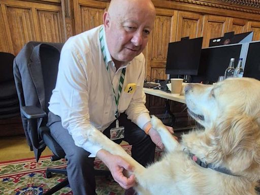 Parliamentary pup Jennie loves a ‘good lie down’ in the Commons chamber