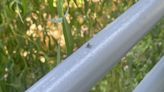 Spotted lanternflies begin to emerge in Connecticut. This is what their lifecycle looks like.