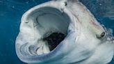 Watch 1st-ever footage of whale shark eating from the bottom of the ocean